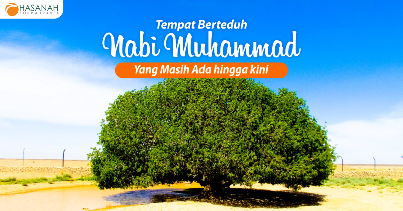Pohon Tempat Berteduh Nabi Muhammad yang Masih Ada Hingga Kini
